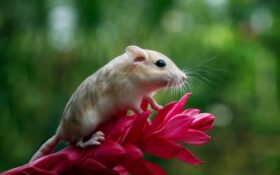 Odstraszacz na myszy – skuteczny sposób na humanitarne pozbycie się gryzonia