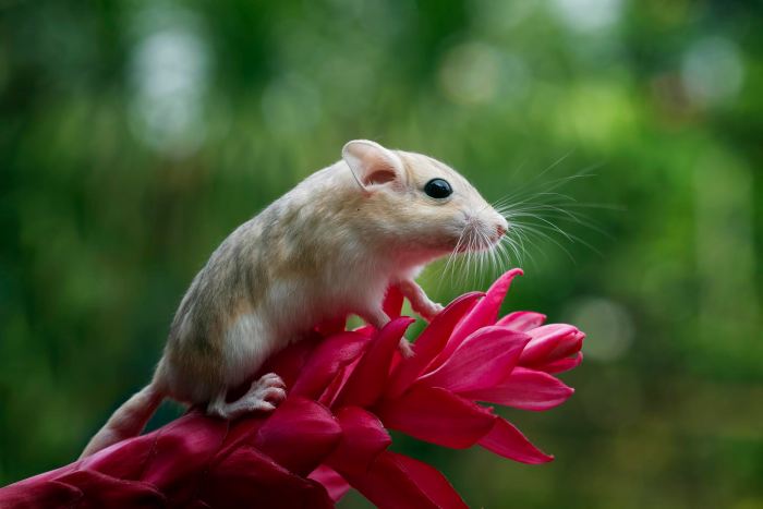 Odstraszacz na myszy – skuteczny sposób na humanitarne pozbycie się gryzonia